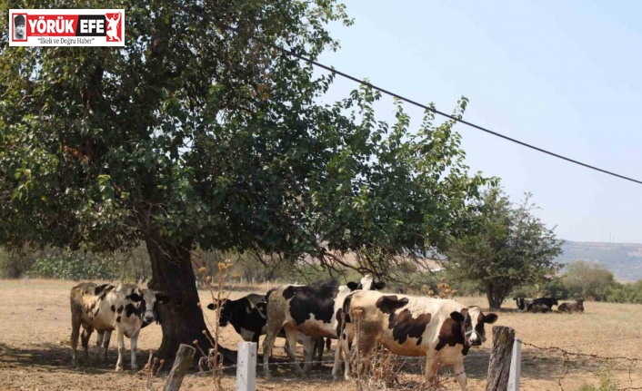 Sıcaklar inekleri de olumsuz etkiledi