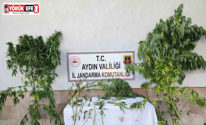 Aydın’da jandarma ekipleri uyuşturucuya geçit vermiyor