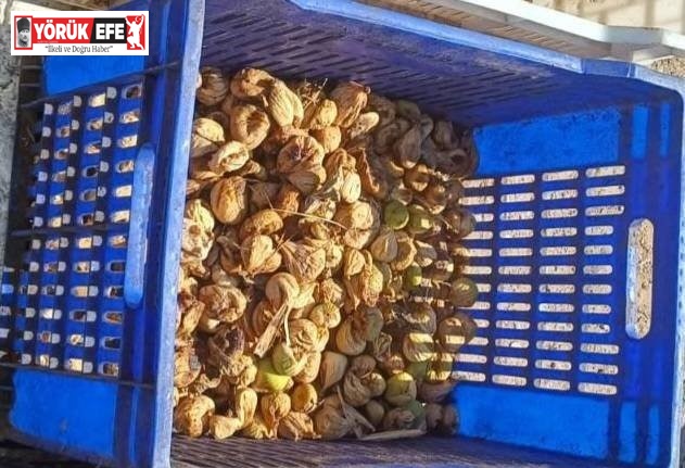 İncir hırsızı, 20 kilo incirle suçüstü yakalandı