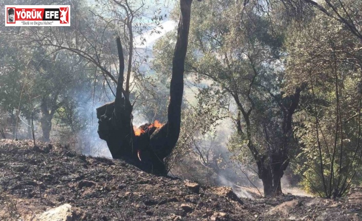 Köşk’te zeytinlik yangını korkuttu