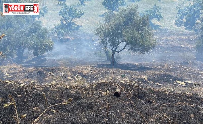 Köşk’teki yangında 1 dönüm arazi zarar gördü