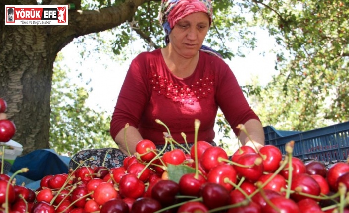 Olumsuz iklim şartlarına rağmen kiraz ve domates ihracatında rekor