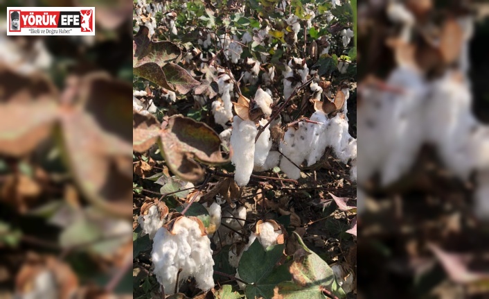 Son yağışlar Söke Ovası’ndaki pamuğa kısmen zarar verdi