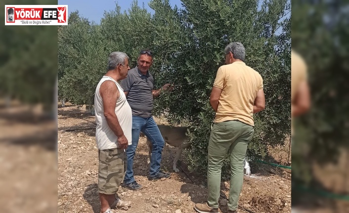 Zeytin sineğine karşı periyodik ilaçlamaya devam edilecek