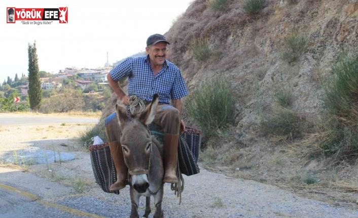 Aydın dağlarında eşekler halen revaçta