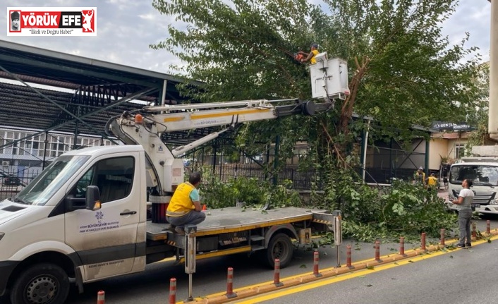 Aydın’da ağaçlar budanıyor