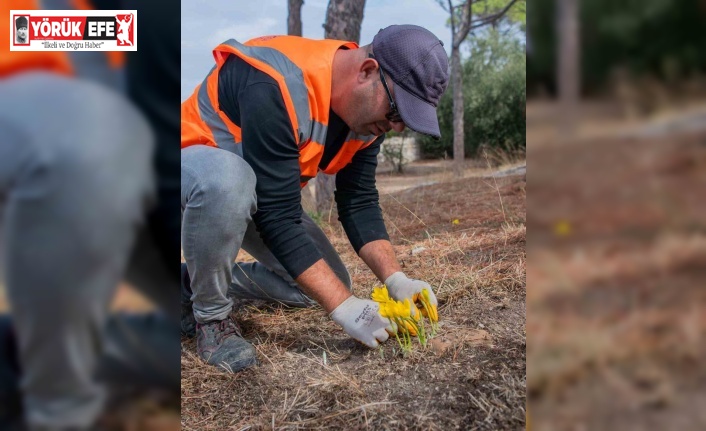 Kuşadası Belediyesi ’Sarı Çiğdem Çiçeği’ni koruma altına aldı