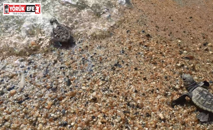 Kuşadası ve Didim’de 502 kaplumbağa yavrusu denizle buluşturuldu