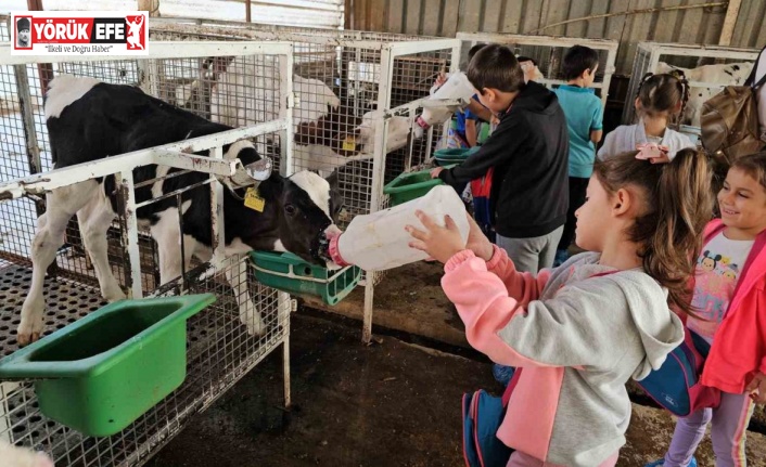 Kuyucaklı çocuklar buzağıları biberonla besledi