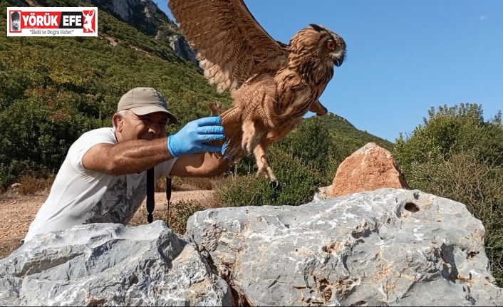 Tedavisi tamamlanan baykuş özgürlüğe kanat çırptı