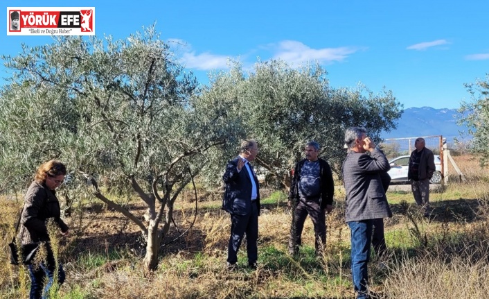 Dal kanseri artışı, zeytin üreticilerini endişelendirdi