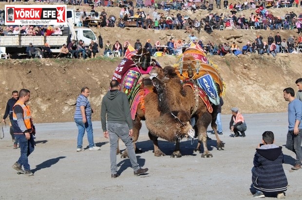 Koçarlı, Geleneksel Deve Güreşi Festivali’ne hazır