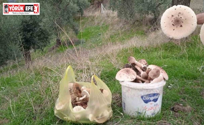 Aydın’da mantar bereketi yaşanıyor, uzmanlar zehirlenmelere karşı uyardı