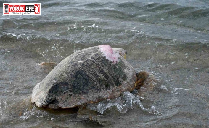 Tedavileri tamamlanan 3 caretta caretta Kuşadası’nda denizle buluştu