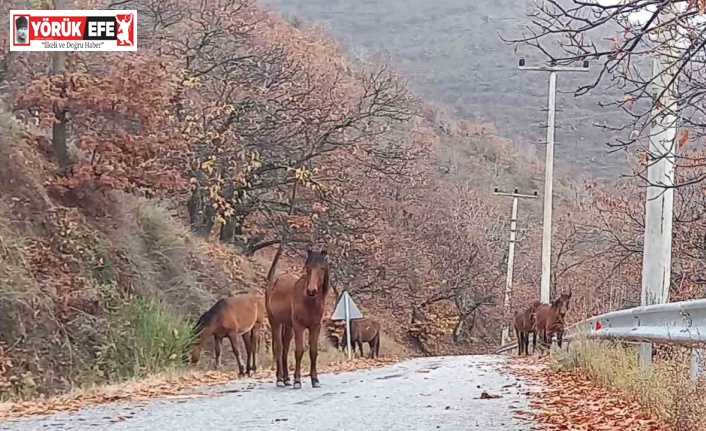 Zeytinde ‘yok yılı’ yük hayvanlarına yaradı