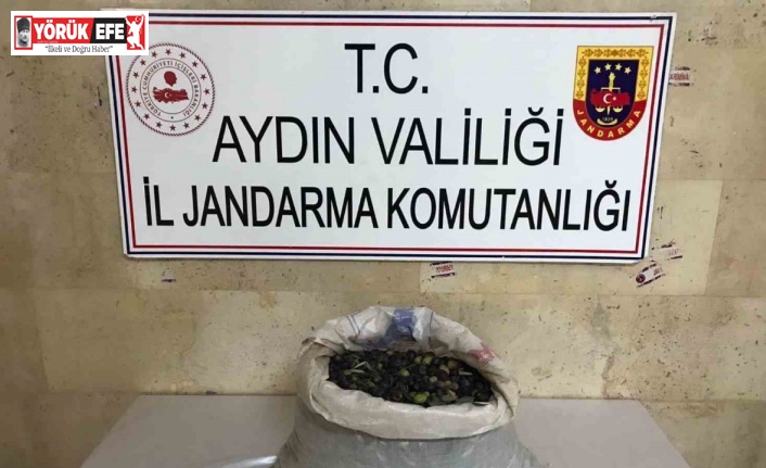 Efeler’de bir bahçeden 300 kilo zeytin çalındı