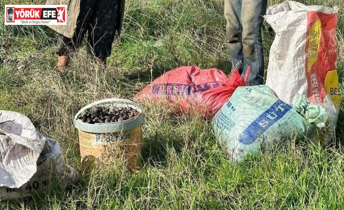 Germencik’te zeytin hırsızları suçüstü yakalandı