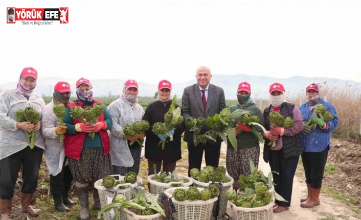 Başkan Atay’dan enginar, kuşkonmaz ve şevketi bostan hasadı