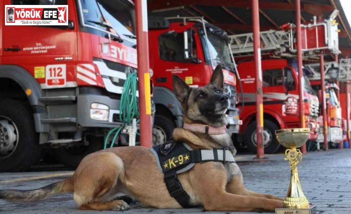 Büyükşehir’in arama kurtarma köpeği ödül aldı