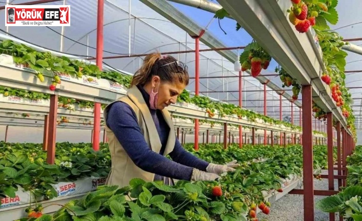 Seracılıkta kendini kanıtladı, şimdi başkalarını üretici yapmak istiyor