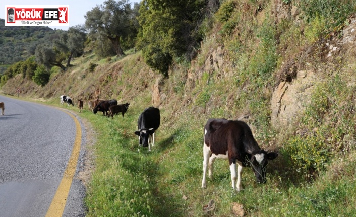 Bahar ayları ile birlikte yol kenarları meraya döndü