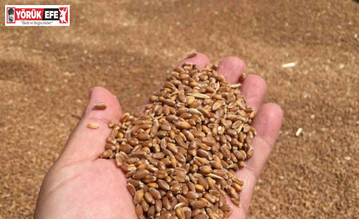 Aydın’da buğday alım fiyatını açıkladı