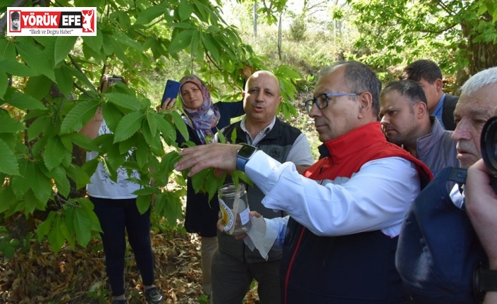 Aydın’da ilk kez denendi, kestane üreticisine umut oldu