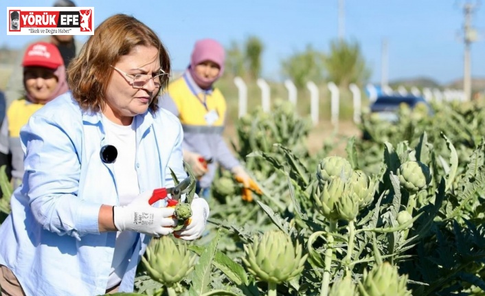 Başkan Gençay, enginar hasadına katıldı