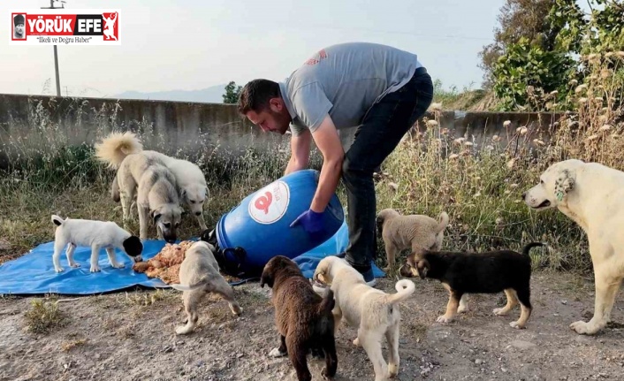 Efeler Belediyesi, sokak hayvanları için çalışmalarını sürdürüyor