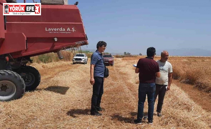 Söke’de dane kaybının önlenmesi için kontroller devam ediyor