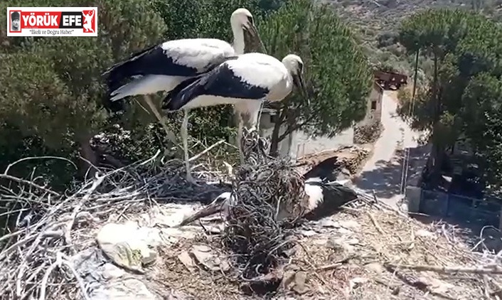 Ayağına ip dolanan leyleği muhtarın dikkati kurtardı