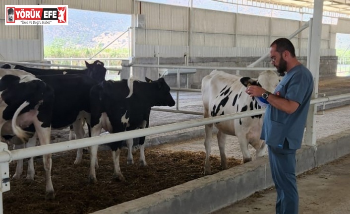 İthal süt sığırlarının karantina işlemleri başladı