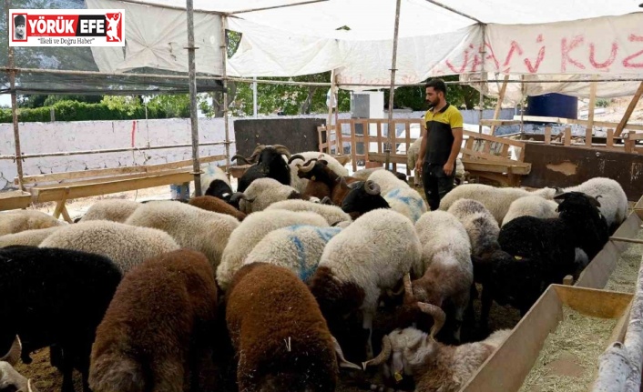 Kuşadası Belediyesi Kurban Bayramı’na hazır