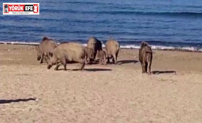 Kuşadası’nda sahili domuzlar bastı