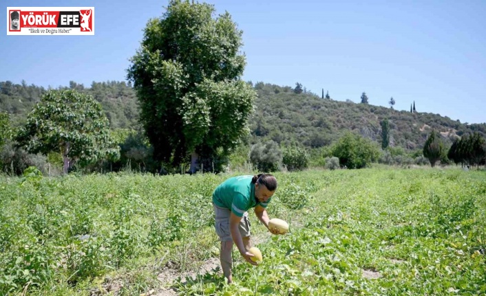 Adabahçe’yi yazın bereketi sardı