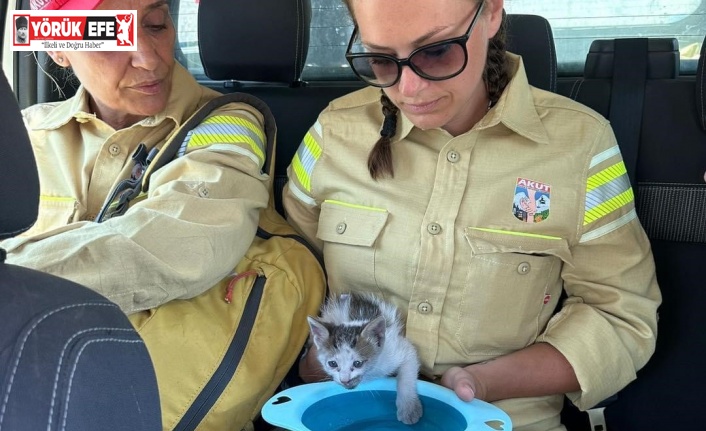 AKUT Kuşadası ekibi, orman yangının ardından hayvanlara destek sağladı