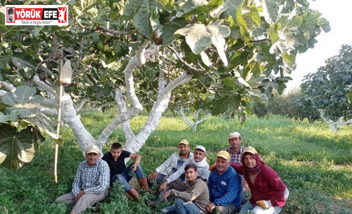 Aydın’da incir hasadı başladı