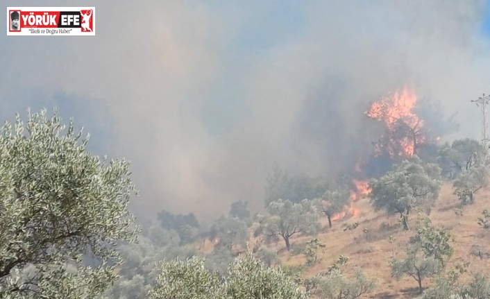 Aydın’da zeytinlik alanda yangın