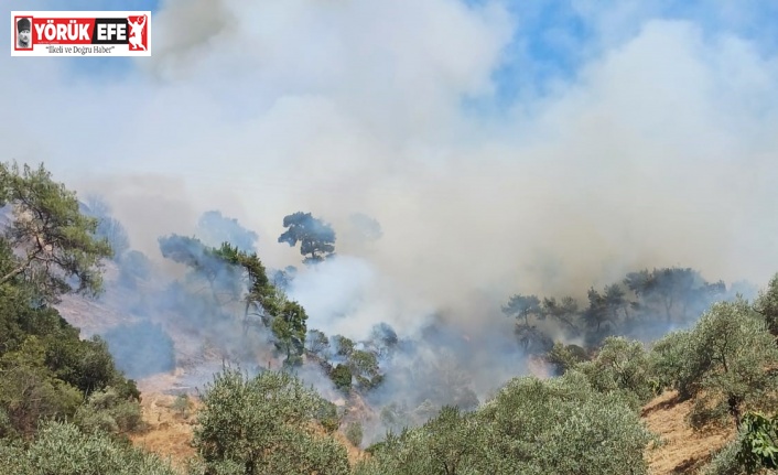 Aydın’daki yangına havadan ve karadan müdahale devam ediyor