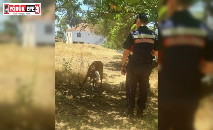 Çalınan hayvanlar jandarma tarafından kısa sürede bulundu