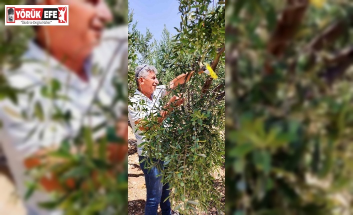 Didim’de zeytin sineğiyle mücadele devam ediyor