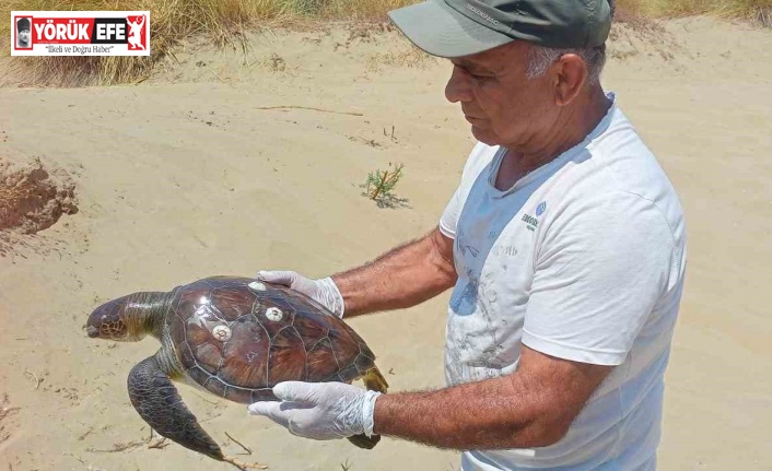 Kuşadası’nda 2 yeşil deniz kaplumbağası ölü bulundu