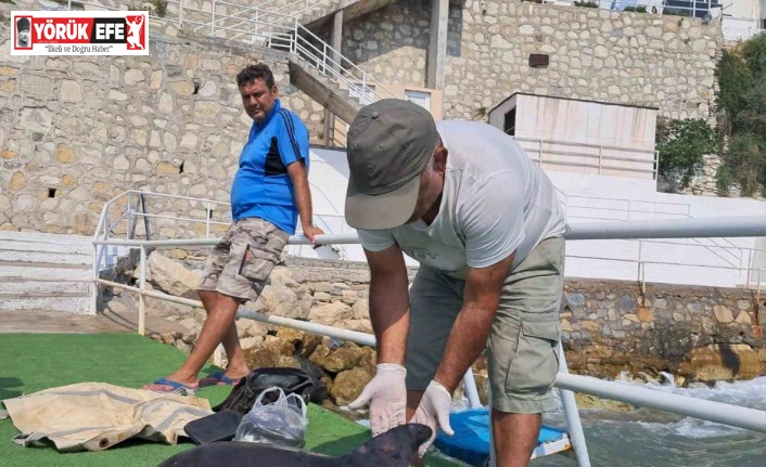 Kuşadası’nda ölü yunus karaya vurdu