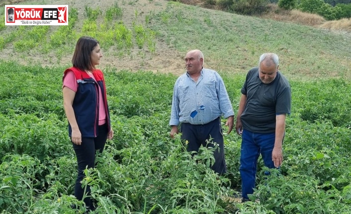 Kuyucak’ta proje kapsamında dağıtılan domates fideleri kontrol edildi