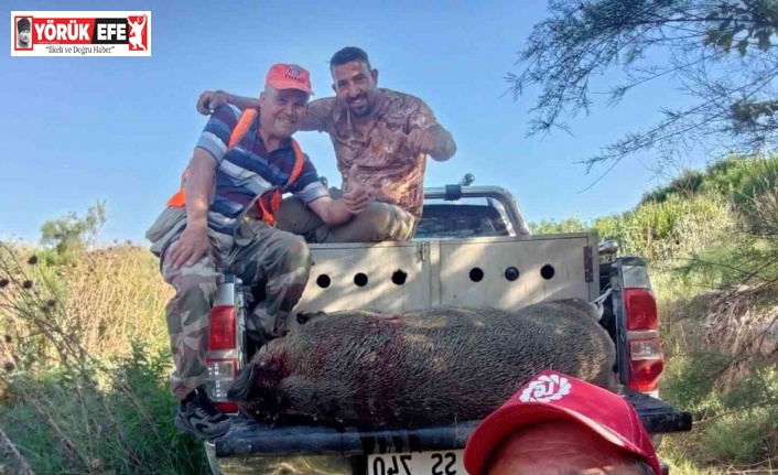 Söke’de mücadele amaçlı yaban domuzu sürek avı başlıyor