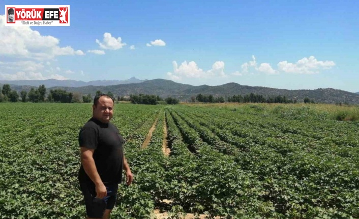 Söke’de pamuk alanlarında kontroller devam ediyor