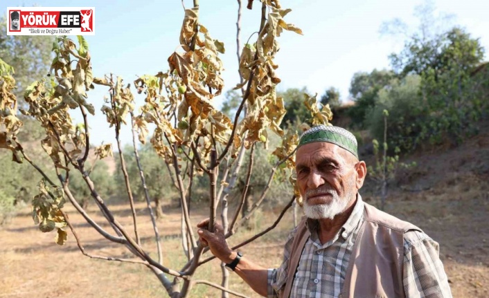 Aydın’da kuraklık ve susuzluk alarmı, incir ağaçları kurumaya başladı