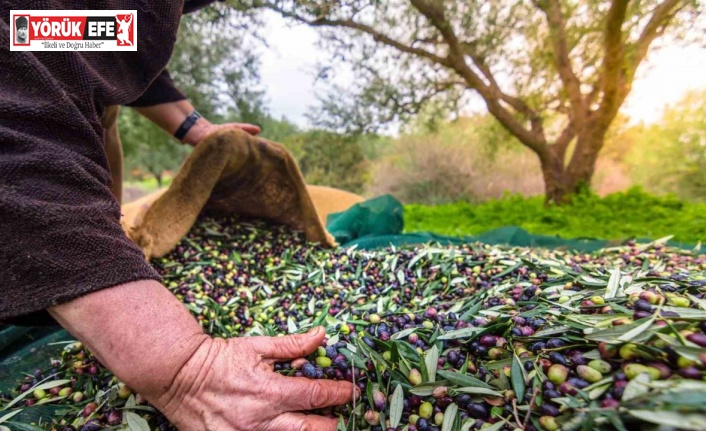 Aydın’ın önemli ürünlerinden sofralık zeytin, ihracatta 200 milyon dolara koşuyor