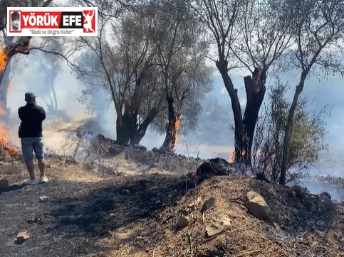 Bodrum’daki yangına müdahale sürüyor