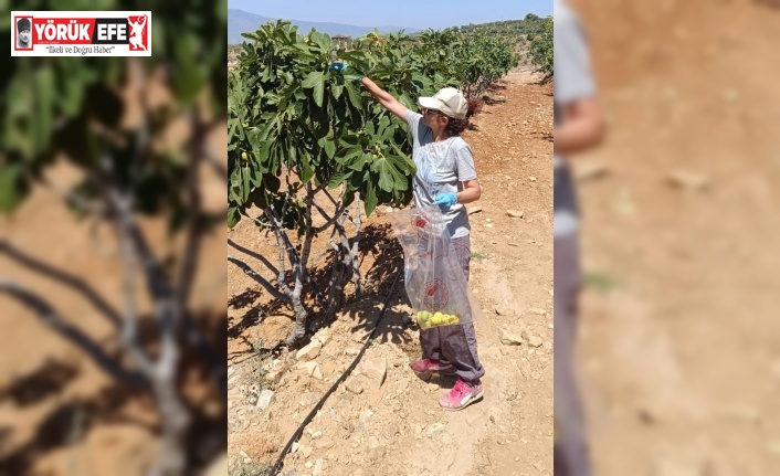 Bozdoğan’da incir üreticilerine hasat öncesi pestisit denetimi